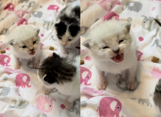 Illustration de l'article : Terrifiée par les humains, cette maman de 4 chatons a mis des semaines avant de s’autoriser à faire confiance