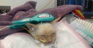 Illustration de l'article : Dépassée par le coût exorbitant de ses factures vétérinaires, cette jeune étudiante fait appel à la solidarité mondiale pour sauver son chat paralysé