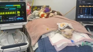 Illustration de l'article : Dépassée par le coût exorbitant de ses factures vétérinaires, cette jeune étudiante fait appel à la solidarité mondiale pour sauver son chat paralysé