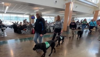 Illustration de l'article : Une quinzaine de joyeux Labradors apprenant le métier de chien guide d'aveugle prennent d'assaut un aéroport au grand bonheur des passagers 