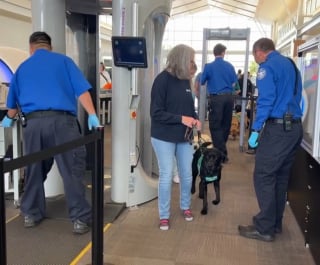 Illustration de l'article : Une quinzaine de joyeux Labradors apprenant le métier de chien guide d'aveugle prennent d'assaut un aéroport au grand bonheur des passagers 