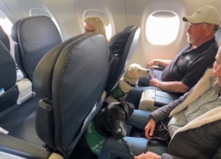 Illustration de l'article : Une quinzaine de joyeux Labradors apprenant le métier de chien guide d'aveugle prennent d'assaut un aéroport au grand bonheur des passagers 
