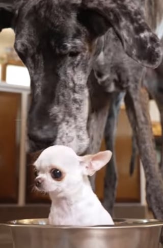 Illustration de l'article : Les plus grand et plus petit chiens du monde se rencontrent dans un moment à la fois surréaliste et tendre (vidéo)