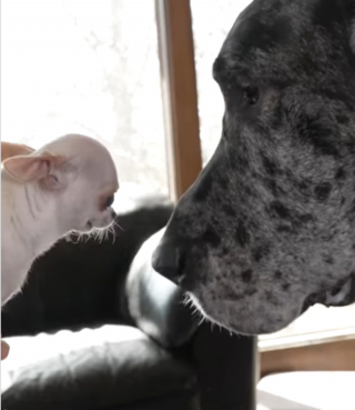 Illustration de l'article : Les plus grand et plus petit chiens du monde se rencontrent dans un moment à la fois surréaliste et tendre (vidéo)