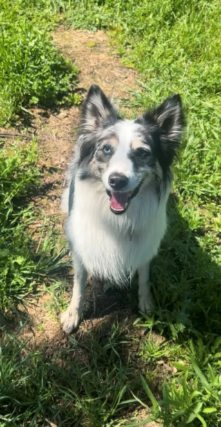 Illustration de l'article : Un chien en fugue échappe à toutes les tentatives de sauvetage pendant 10 jours avant de se rapprocher d'un endroit familier où une bénévole espère le capturer