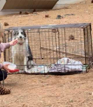 Illustration de l'article : Un chien en fugue échappe à toutes les tentatives de sauvetage pendant 10 jours avant de se rapprocher d'un endroit familier où une bénévole espère le capturer