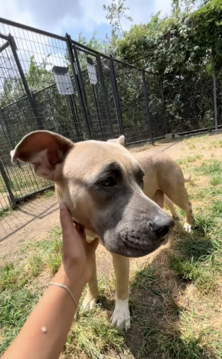 Illustration de l'article : Une chienne utilisée comme une « machine à produire des chiots » trouve l'amour dont elle a été privé pendant 5 ans (vidéo)