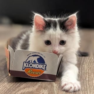 Illustration de l'article : Abandonné au fond d’un refuge, ce chaton apeuré s’accroche au regard d’une bénévole venue le sauver