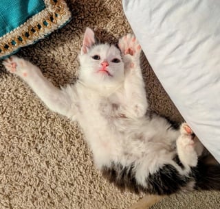 Illustration de l'article : Abandonné au fond d’un refuge, ce chaton apeuré s’accroche au regard d’une bénévole venue le sauver