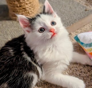 Illustration de l'article : Abandonné au fond d’un refuge, ce chaton apeuré s’accroche au regard d’une bénévole venue le sauver