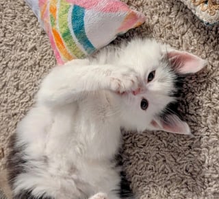 Illustration de l'article : Abandonné au fond d’un refuge, ce chaton apeuré s’accroche au regard d’une bénévole venue le sauver