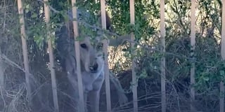 Illustration de l'article : Elle pensait qu'un coyote errait dans son jardin, mais se rend compte de son erreur et décide d'aider l'animal (vidéo)