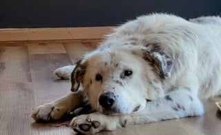 Illustration de l'article : Après n'avoir connu que la vie en refuge et endeuillé par la perte de son meilleur ami, ce chien passe 5 mois à se méfier de sa sauveuse avant d'accepter ses caresses (vidéo)
