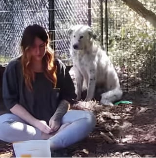 Illustration de l'article : Après n'avoir connu que la vie en refuge et endeuillé par la perte de son meilleur ami, ce chien passe 5 mois à se méfier de sa sauveuse avant d'accepter ses caresses (vidéo)