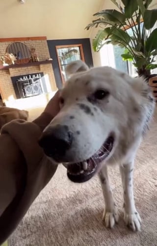 Illustration de l'article : Après n'avoir connu que la vie en refuge et endeuillé par la perte de son meilleur ami, ce chien passe 5 mois à se méfier de sa sauveuse avant d'accepter ses caresses (vidéo)