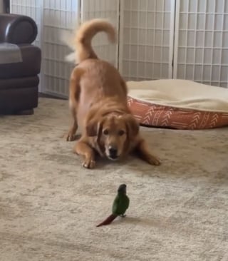 Illustration de l'article : Très liés malgré leur différence, ce Golden Retriever et ce petit oiseau exotique font une formidable démonstration de leur amitié (vidéo)