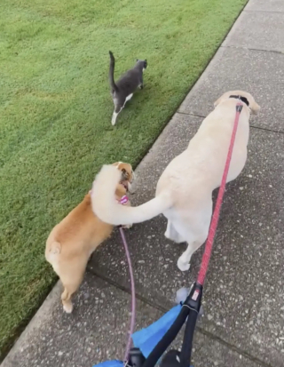 Illustration de l'article : Tous les matins, ce chat tient à rejoindre les chiens de la voisine pour les accompagner en promenade (vidéo)