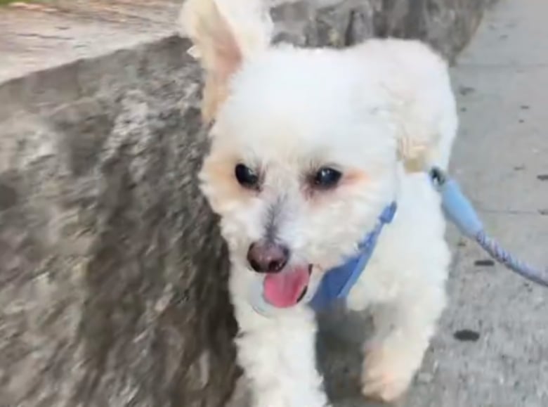 Illustration de l'article : Un chien senior profite enfin d’une vie heureuse après avoir passé 10 ans enfermé dans une cave (vidéo)