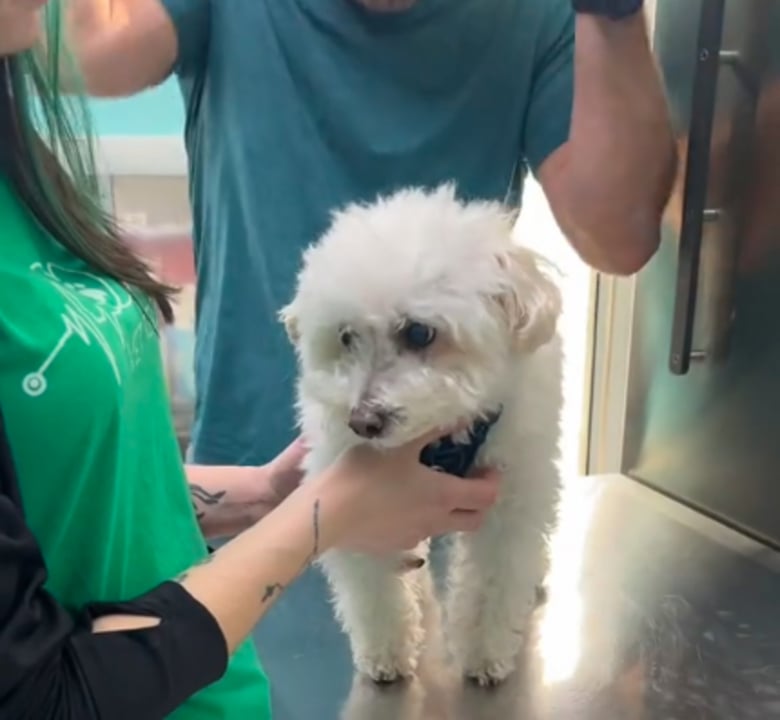 Illustration de l'article : Un chien senior profite enfin d’une vie heureuse après avoir passé 10 ans enfermé dans une cave (vidéo)