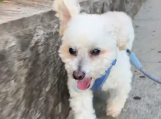 Illustration de l'article : Il a passé 10 ans enfermé dans un sous-sol, aujourd’hui ce chien de 14 ans vit une vie pleine de bonheur (vidéo)