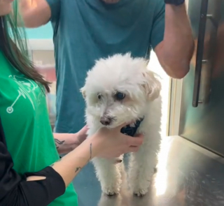 Illustration de l'article : Il a passé 10 ans enfermé dans un sous-sol, aujourd’hui ce chien de 14 ans vit une vie pleine de bonheur (vidéo)