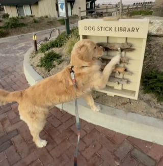 Illustration de l'article : Ce Golden Retriever découvre avec bonheur la bibliothèque de bâtons installée sur la plage de son hôtel (vidéo)