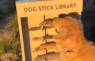 Illustration de l'article : Ce Golden Retriever découvre avec bonheur la bibliothèque de bâtons installée sur la plage de son hôtel (vidéo)