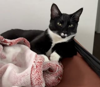 Illustration de l'article : À l’approche d’une tornade, un chat trouve refuge chez une jeune femme et décide finalement de s’y installer (vidéo)