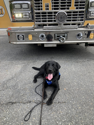 Illustration de l'article : Des futurs chiens guides d'aveugles se font des amis parmi les pompiers en passant un après-midi mémorable à la caserne