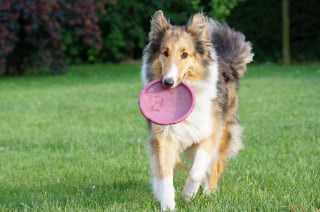 Illustration de l'article : 13 conseils qui vous permettront d’avoir une relation fusionnelle avec votre chien