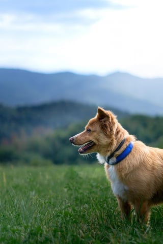 Illustration de l'article : 13 conseils qui vous permettront d’avoir une relation fusionnelle avec votre chien