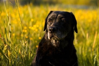 Illustration de l'article : 9 conseils pour aider votre chien à vieillir