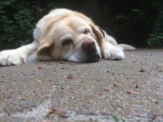 Illustration de l'article : 9 conseils pour aider votre chien à vieillir