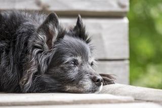 Illustration de l'article : 9 conseils pour aider votre chien à vieillir