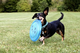 Illustration de l'article : 10 indices montrant que votre chien modifie subtilement votre quotidien