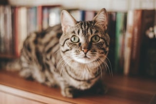 Illustration de l'article : 7 signaux qui montrent que les chats vivent selon leur propre routine
