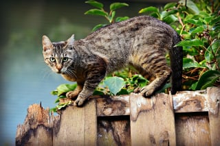 Illustration de l'article : 7 signaux qui montrent que les chats vivent selon leur propre routine
