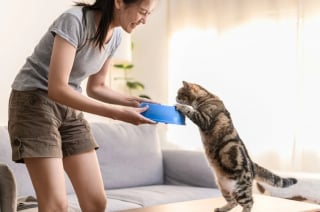 Illustration de l'article : 7 signaux qui montrent que les chats vivent selon leur propre routine