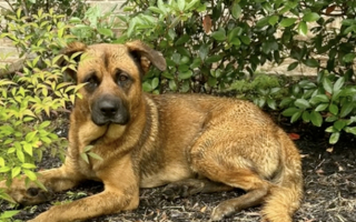 Illustration de l'article : En découvrant un chien blessé sous la pluie, elle reste des heures à ses côtés pour lui redonner une seconde chance (vidéo)