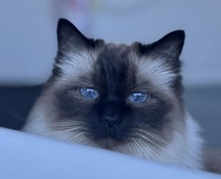 Illustration de l'article : Grâce à un simple élastique, cette chatte âgée redevient un chaton joueur (vidéo)