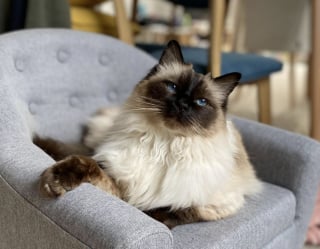 Illustration de l'article : Grâce à un simple élastique, cette chatte âgée redevient un chaton joueur (vidéo)