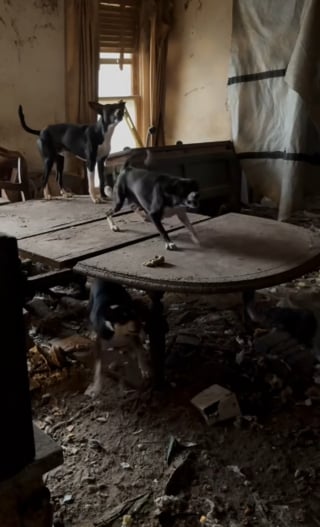 Illustration de l'article : Près de 50 chiens privés de tout et vivant au milieu des détritus ont droit à une seconde chance après l'intervention d'une association et des forces de l'ordre