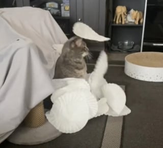 Illustration de l'article : Afin de proposer des activités variées à ses chats, cette jeune femme redouble d’inventivité en utilisant des objets de cuisine (vidéo)