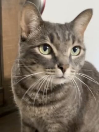 Illustration de l'article : Afin de proposer des activités variées à ses chats, cette jeune femme redouble d’inventivité en utilisant des objets de cuisine (vidéo)