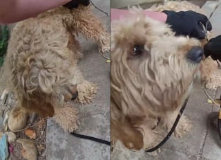 Illustration de l'article : Un chien errant prisonnier d'un morceau de fil barbelé en est libéré par un policier et commence une nouvelle vie