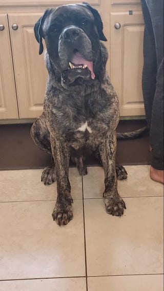 Illustration de l'article : Jeté dans un lac pour y être noyé, ce Mastiff a été sauvé in extremis et découvre désormais l’amour avec sa formidable famille d’adoption