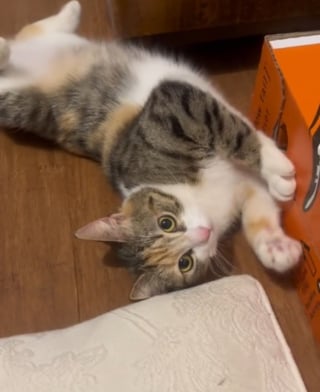 Illustration de l'article : Rescapée d’une vie de peur et de silence, cette chatte miaule pour la première fois dans son nouveau foyer