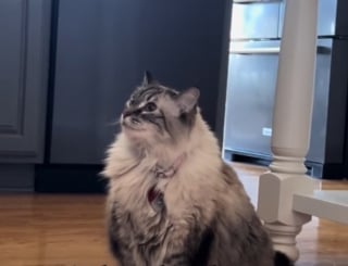 Illustration de l'article : Le pet-sitter de cette chatte qui se prend pour un chien ne se lasse pas de sa voix typiquement canine (vidéo)