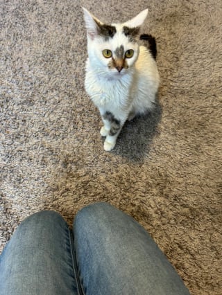 Illustration de l'article : Atteinte de nanisme, cette adorable petite chatte pesant 1 kilo ne grandira jamais et n’a pourtant aucun mal à s'imposer dans sa famille nombreuse