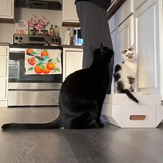 Illustration de l'article : Atteinte de nanisme, cette adorable petite chatte pesant 1 kilo ne grandira jamais et n’a pourtant aucun mal à s'imposer dans sa famille nombreuse